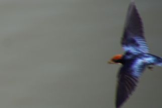 Hirundo smithii - Rotkappenschwalbe